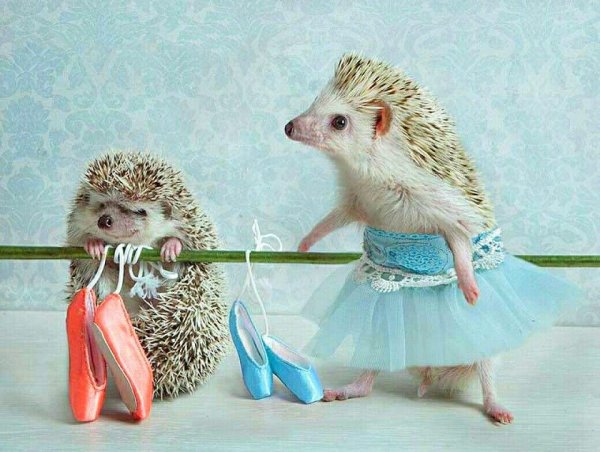 еремина елена тайная жизнь ежиков