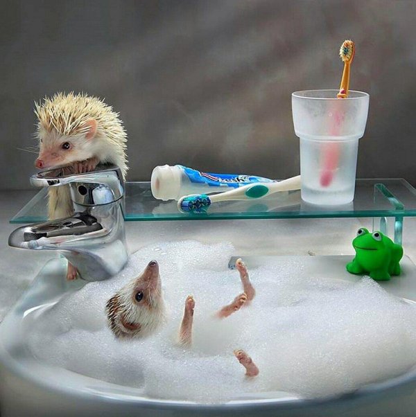 ежики смешные