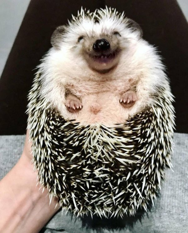 смешной еж