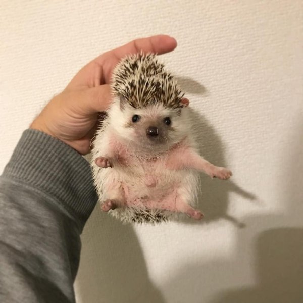 африканский белобрюхий еж