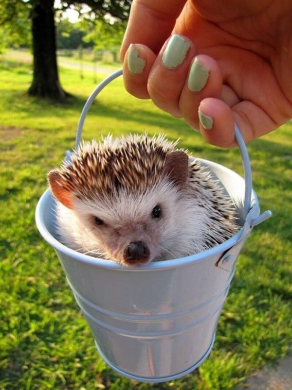 милые ежики