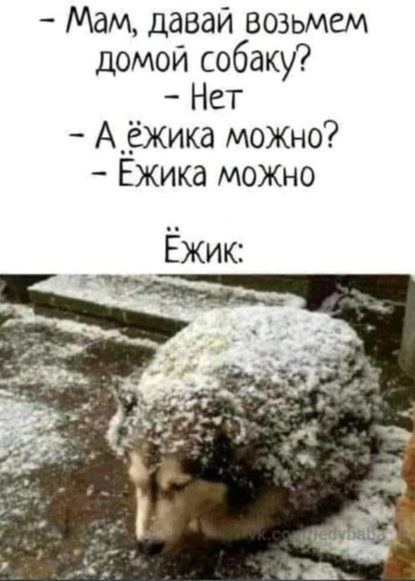 мам давай собаку заведем а ежика