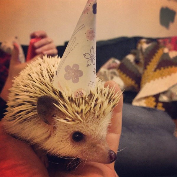 ёжик с днем рождения прикольные