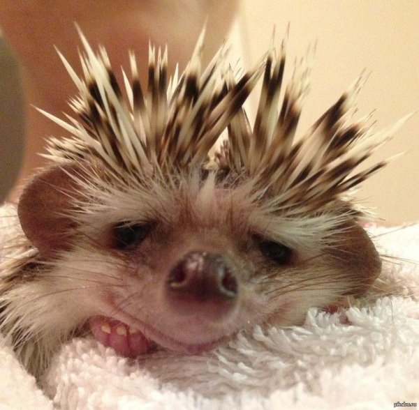 злобный ежик