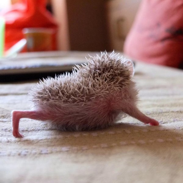 маленькие ежики