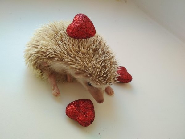 ежики любовь