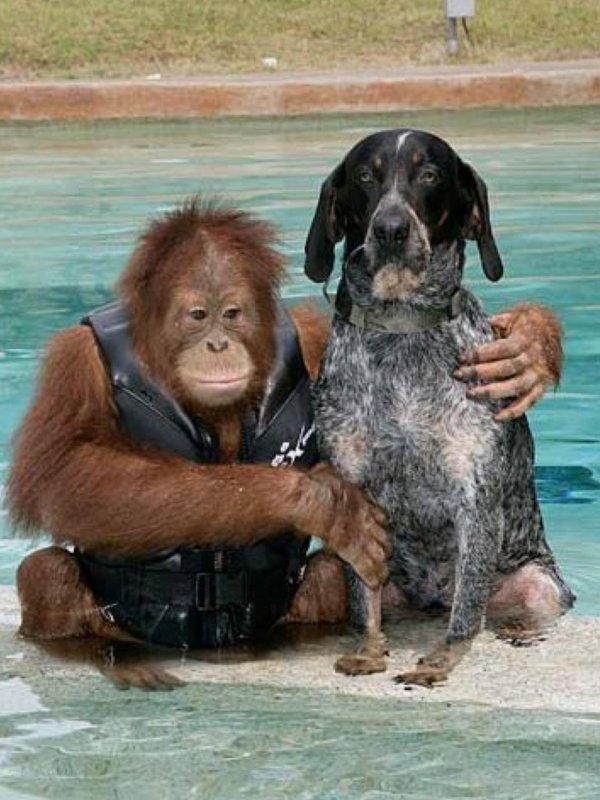 орангутан сурия и собака роско