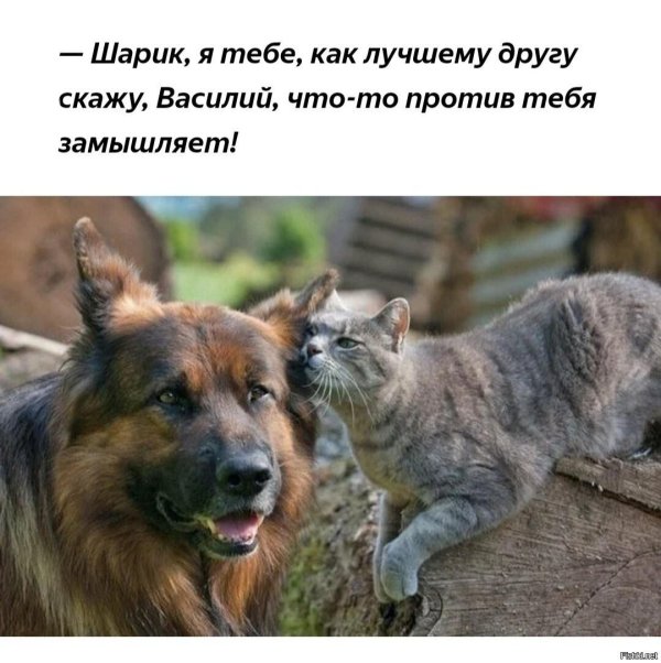 немецкая овчарка