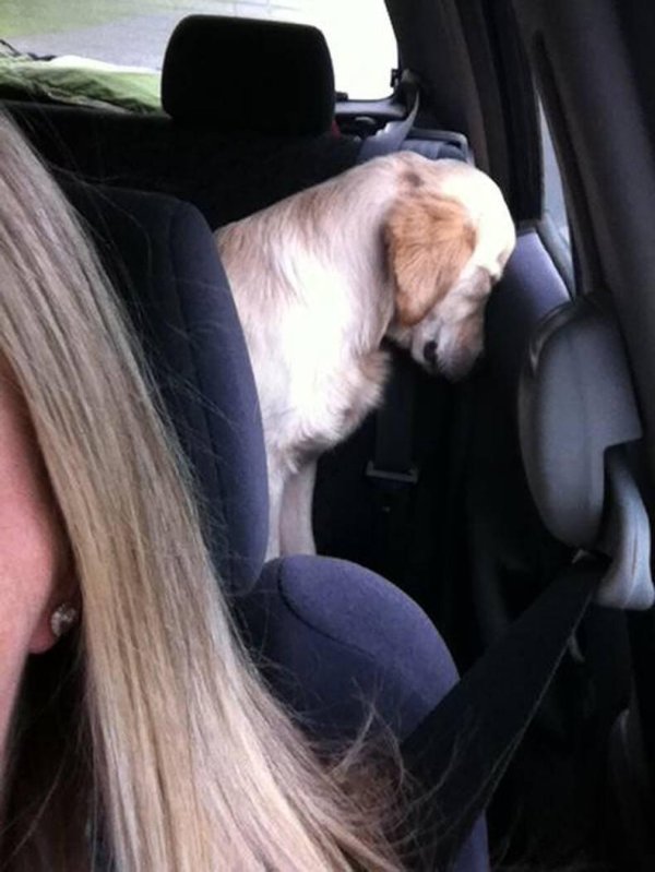 golden retriever dog