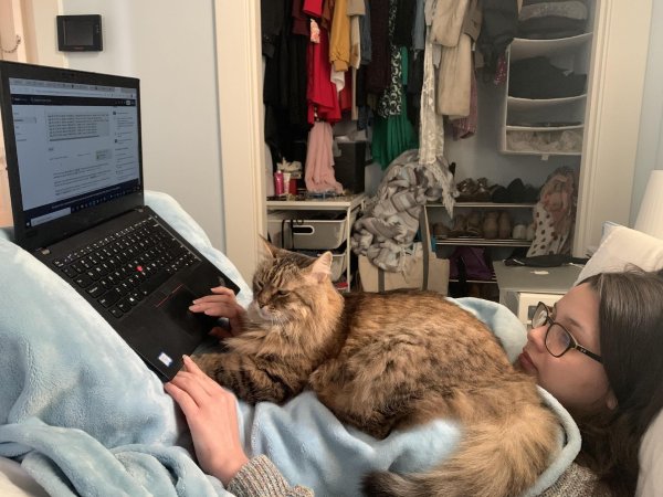 С девушками и котами