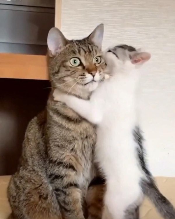 С девушками и котами