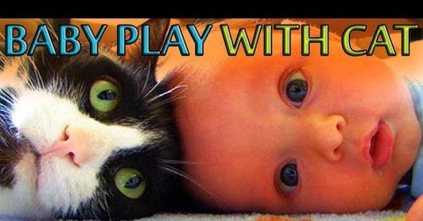 cats and babies