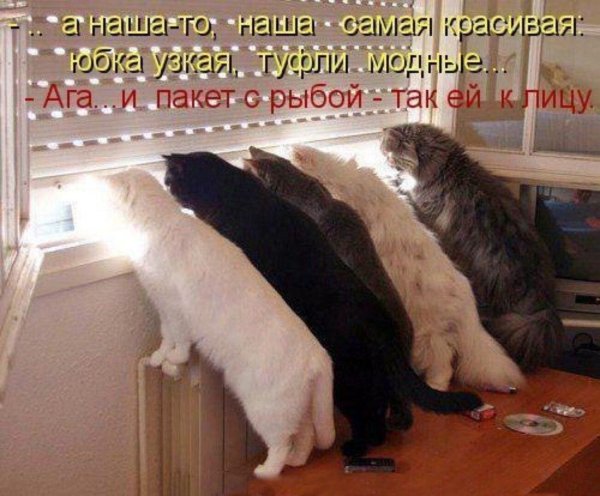 коты юмор