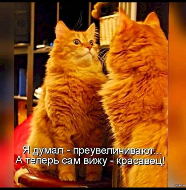 рыжего кота