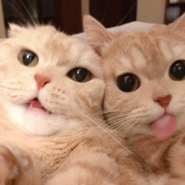 милые котенок