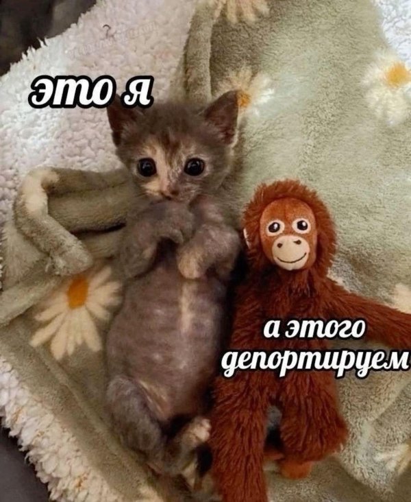 очаровательные котята