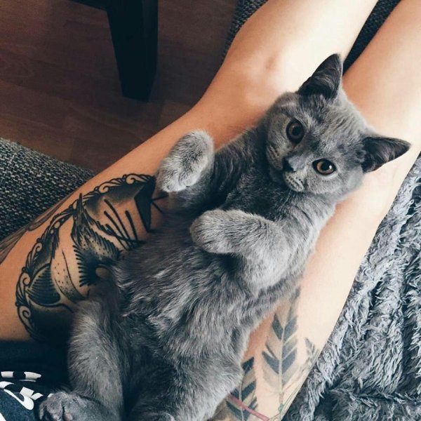 татуировки с животными