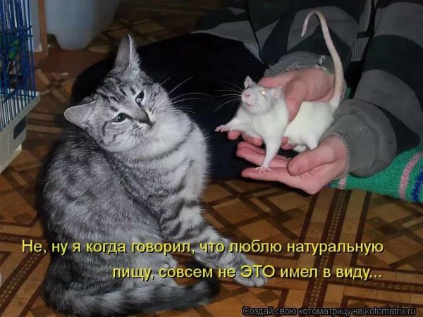 мышь целует кота