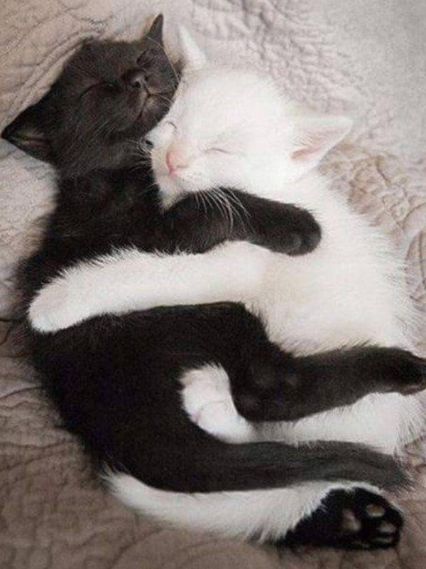 котята в обнимку