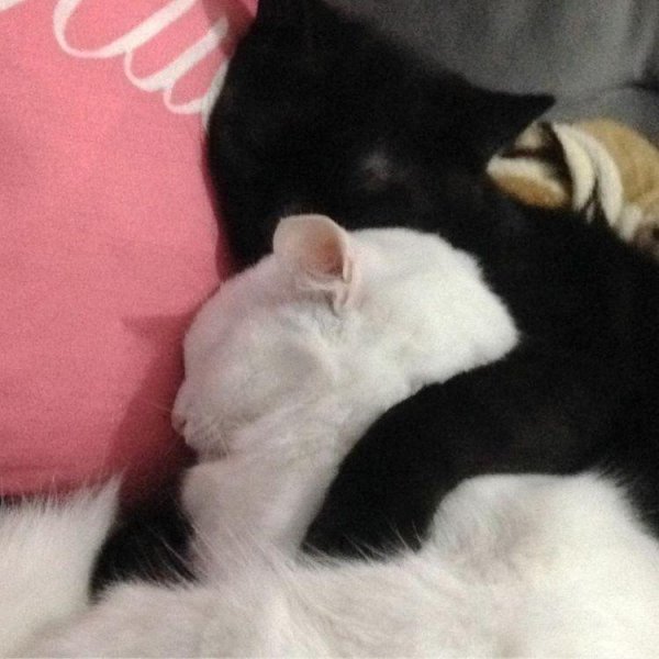 кошки обнимашки