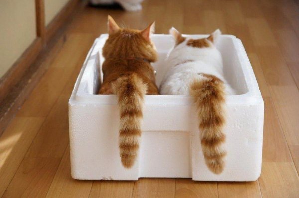 экзот снупи