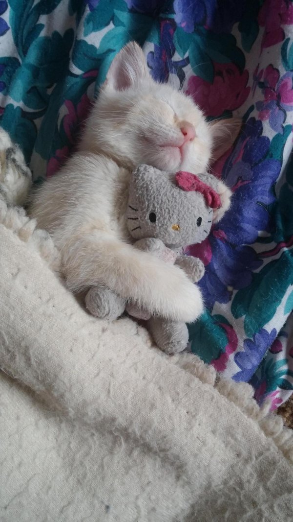 кошачий сон