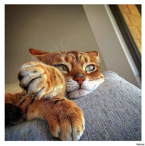 настроение котов