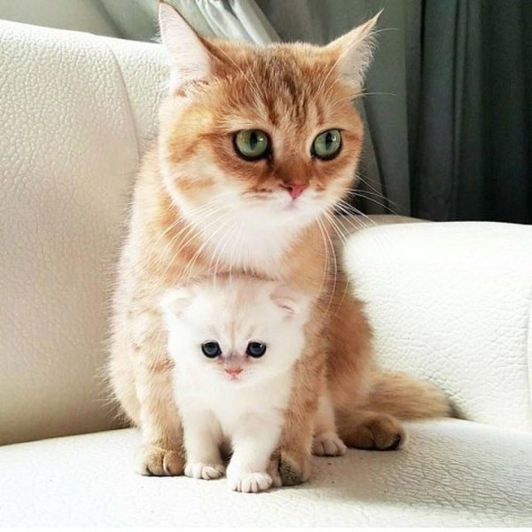 британская золотая шиншилла