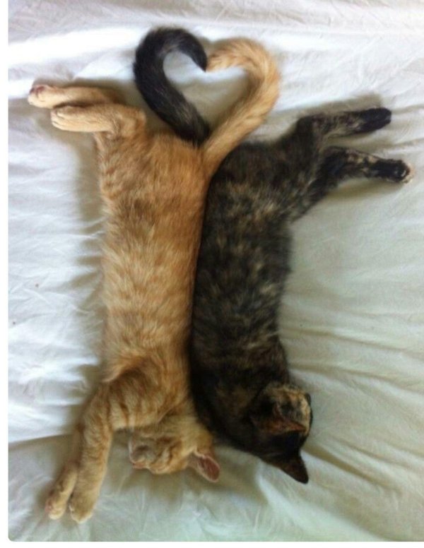 кошки вместе