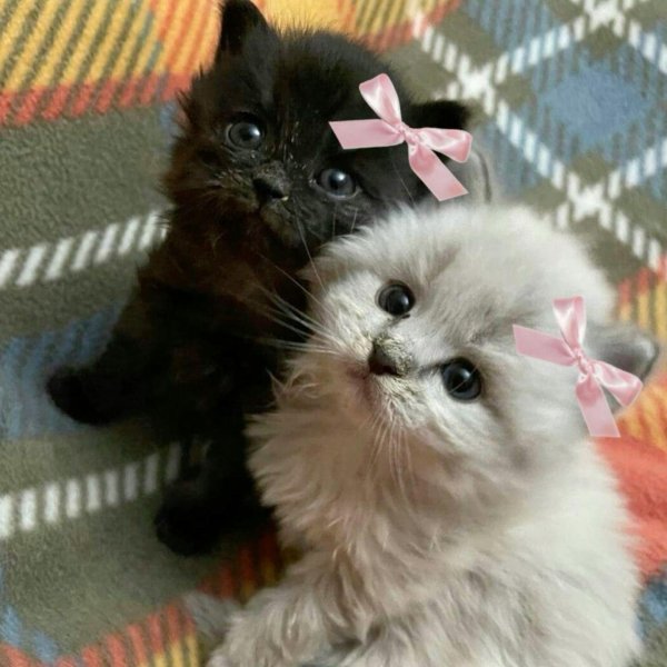 очаровательные котята