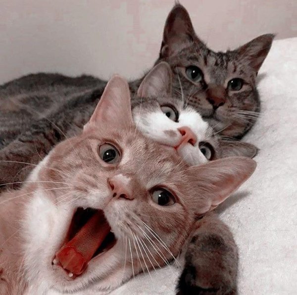 прикольные коты