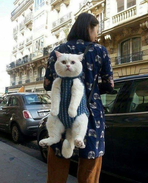 рюкзачок для кота