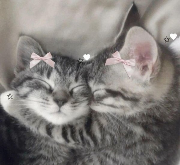 кошки обнимаются