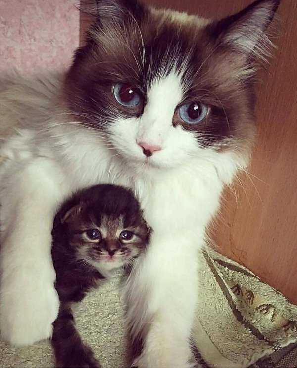 очаровательные котята