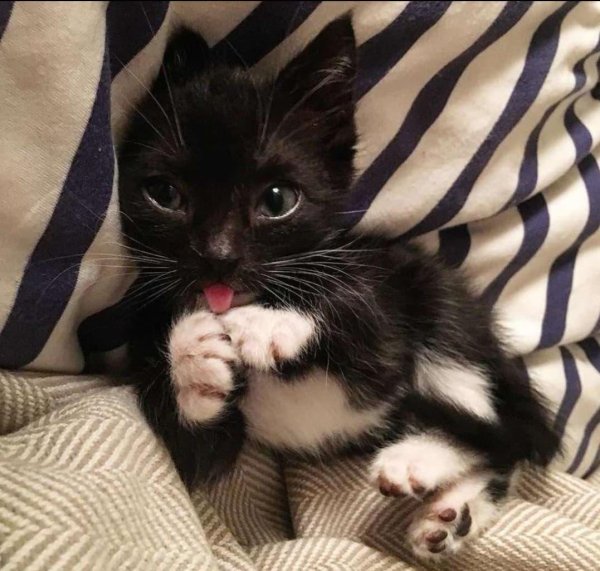 черный и белый котенок