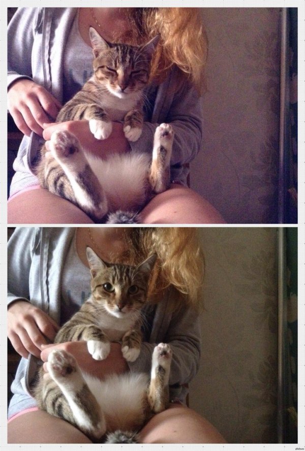 кошка постарается удержаться на ваших