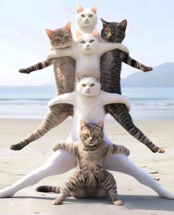 смешной котенок