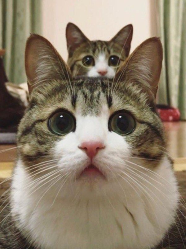 милые котики