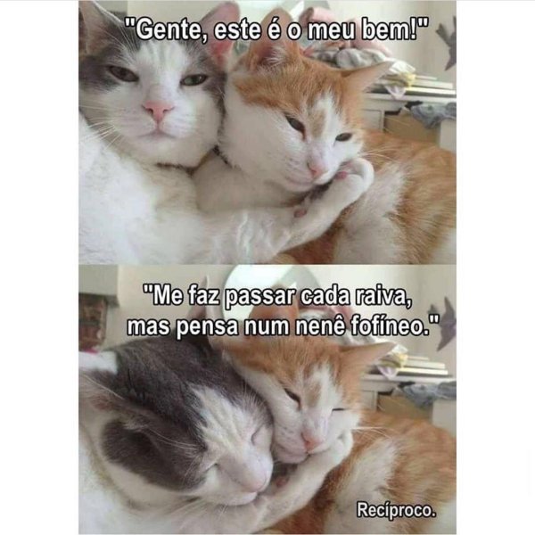 тьмок котики