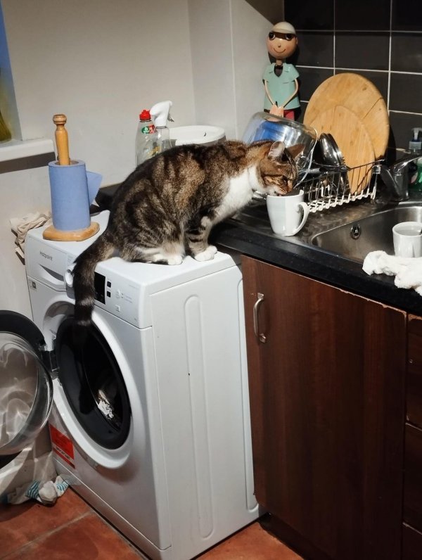 забавные котики