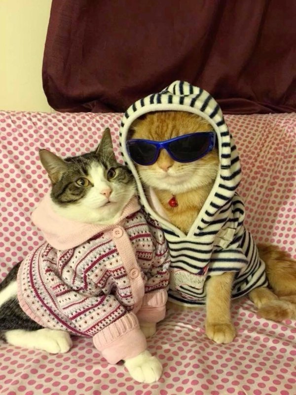 котики пара