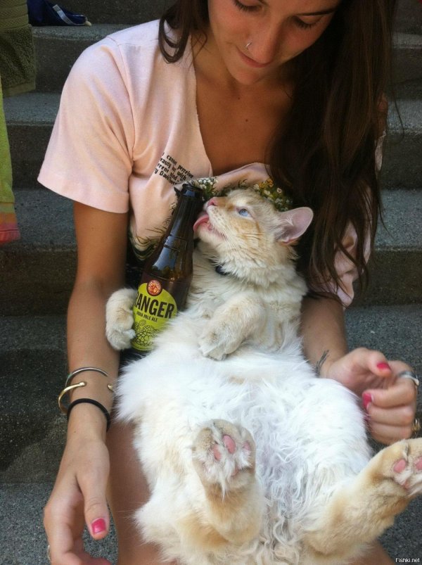 пьяные коты