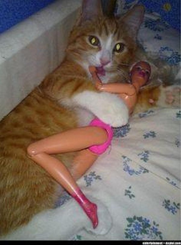 смешная киска