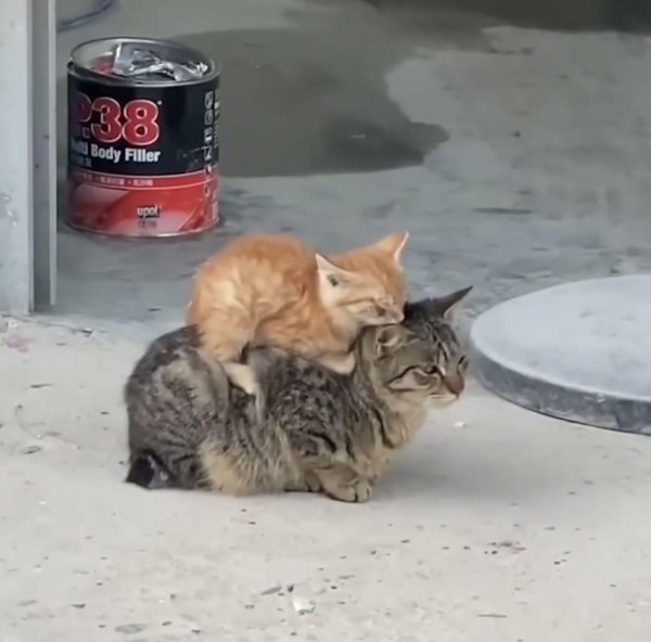 кошки спаривание