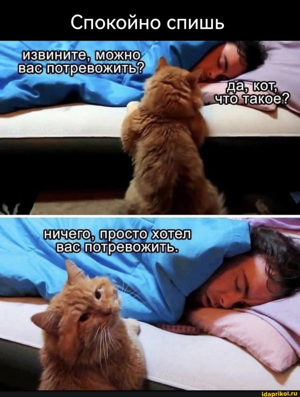 котейка утром