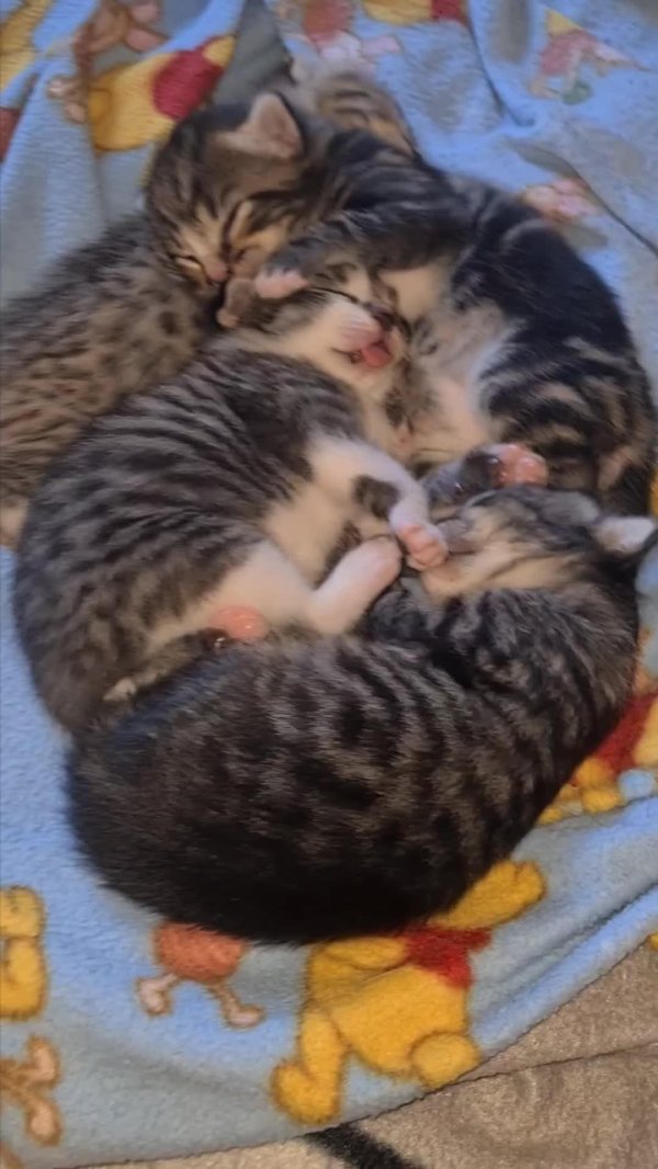 новорожденные котята