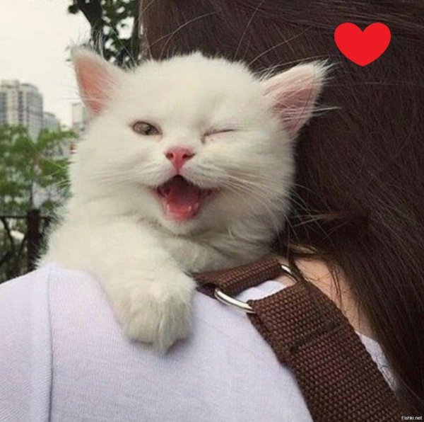 котенок смешной