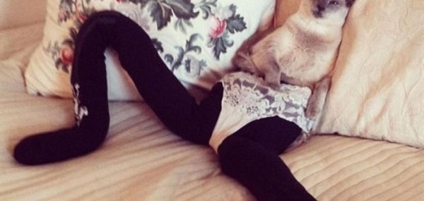 колготки кошки