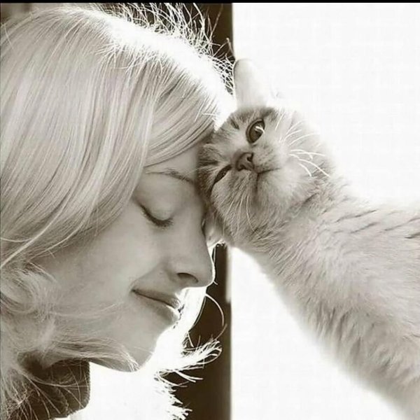 любовь к кошкам