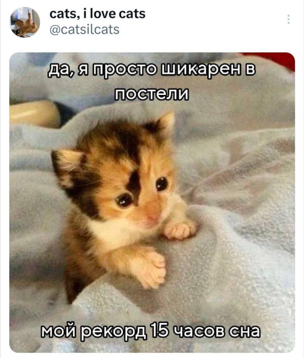 трехцветные котята